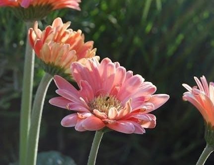 canon powershot sx60 hs user manual