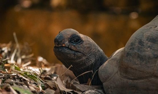 fall for my ex’s mafia dad pdf free download